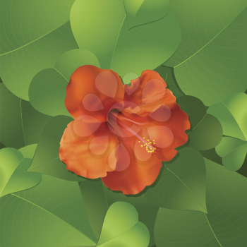 Orange hibiscus flower surrounded by lush green leaves