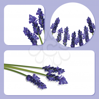 lavender flower card backgrounds with space for copy