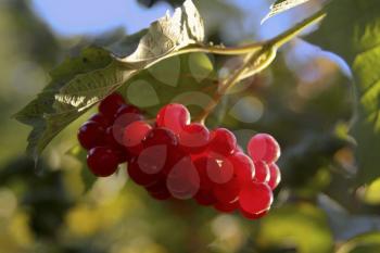 Royalty Free Photo of Viburnum on a Branch