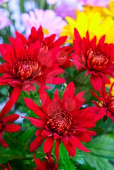 Royalty Free Photo of Chrysanthemum Flowers