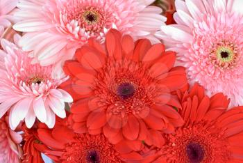 Royalty Free Photo of Gerbera Flowers