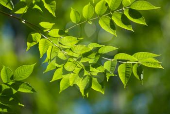 Royalty Free Photo of a Green Plant