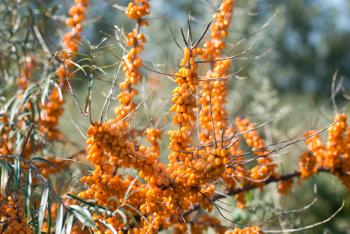 Royalty Free Photo of Branches of Sea-Buckthorn With Berries