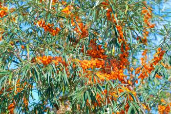 Royalty Free Photo of Branches of Sea-buckthorn With Berries
