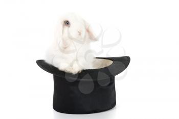 Royalty Free Photo of a Rabbit in a Top Hat