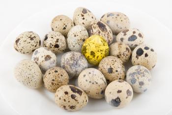 Gold quail egg in many eggs isolated on white