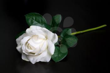 Royalty Free Photo of a White Rose 