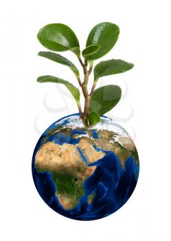 Royalty Free Photo of a Plant Growing Out of Earth
