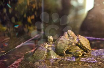 turtles at aquarium