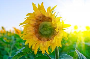 beautiful sunflowers at field with blue sky and sunburst