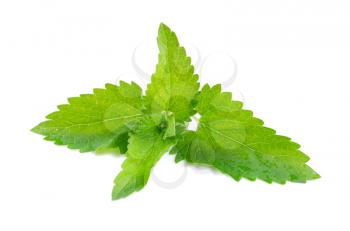 Green fresh mint isolated on white background