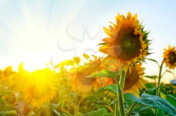 beautiful sunflowers at field with blue sky and sunburst