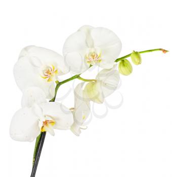 White orchid closep on a white background