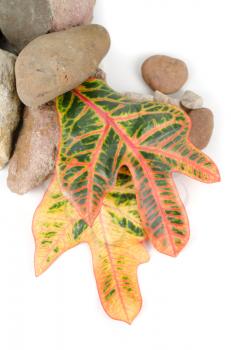 stones with color leaf on a white background