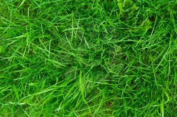 green bright grass for background