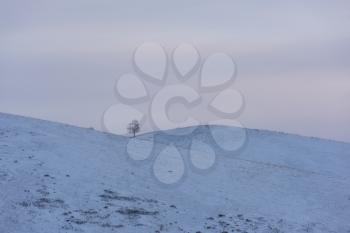 Lonely tree in snowy Altai mountains