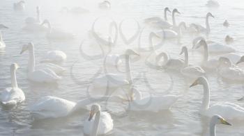 Beautiful white whooping swans swimming in the nonfreezing winter lake. The place of wintering of swans, Altay, Siberia, Russia.