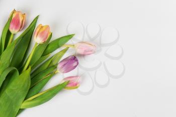 Tulips on white background for Mother's Day, spring time or Easter theme.