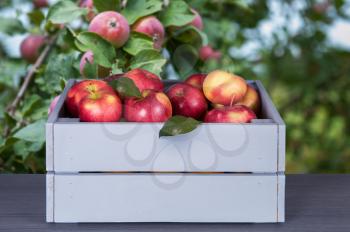Red apples in wooden box on table. Apple trees and fall harvest background