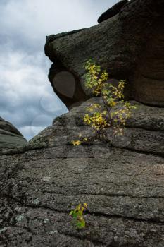 Little tree grows through the rocks