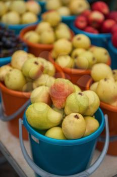 A bucket of freshly picked organic pears. Harvest concept