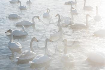 Beautiful white whooping swans swimming in the nonfreezing winter lake. The place of wintering of swans, Altay, Siberia, Russia.