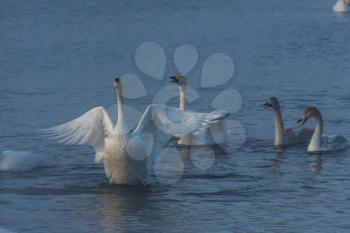 Beautiful white whooping swans swimming in the nonfreezing winter lake. The place of wintering of swans, Altay, Siberia, Russia.