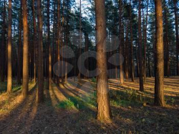 scene in the forest on the sunset with sun rays