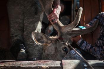 Cutting antlers of Altaic stag maral. The antlers of the Altai maral are the most valuable and are used in many non-traditional medicine of the world.