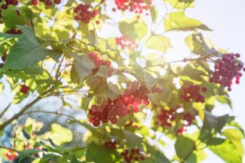 Red viburnum branch berries in the garden.