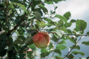 Apple tree with apples, organic natural fruits in garden