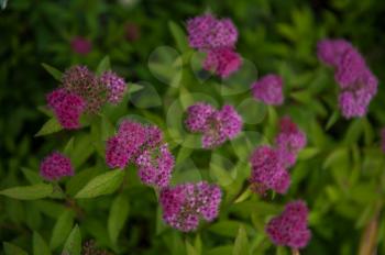 Blooming Willow-herb meadow. Chamerion Angustifolium, Fireweed, Rosebay Willowherb