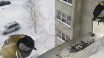 Tits fly to the feeder with seeds. Concept of feeding birds in winter. Feeder on the window of the house. Slowmo video