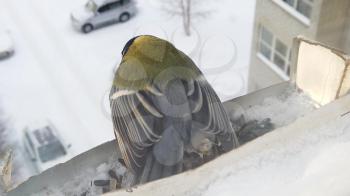 Tits fly to the feeder with seeds. Concept of feeding birds in winter. Feeder on the window of the house. Slowmo video