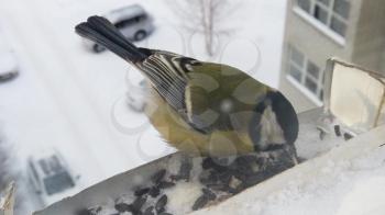 Tits fly to the feeder with seeds. Concept of feeding birds in winter. Feeder on the window of the house. Slowmo video