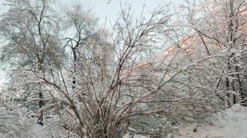 Winter street and snow-covered trees