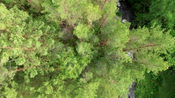 Drone flying over a green forest with waterfall in the Altai mountains. Aerial Drone footage 4K. Beautiful nature summer landscape.