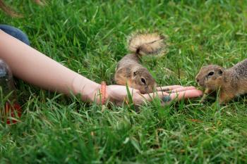 Woman hand feeding gopher in the summer park