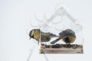 Tits fly to the feeder with seeds. Concept of feeding birds in winter. Feeder on the window of the house.