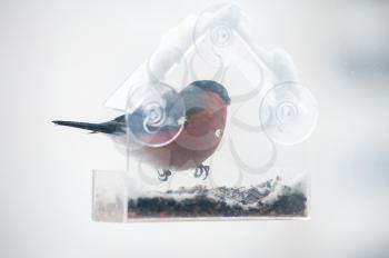 Bullfinch male eats seeds from feeder on the window of the house. Concept of feeding birds in winter.