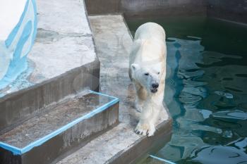 Large wild animal polar bear in the zoo