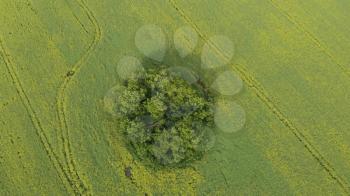 Aerial view of summer rapeseed flower field blooming with beautiful yellow rapeseed flowers, beautiful summer landscape 4k drone footage.