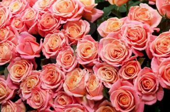 pink natural roses background