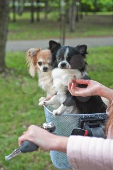 bicycle walking with dogs chihuahua puppy