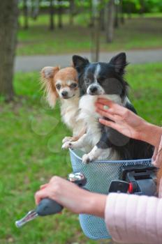 bicycle walking with dogs chihuahua puppy