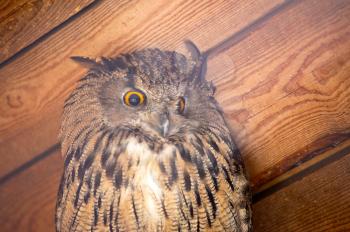 An eagle owl  closeup portrait