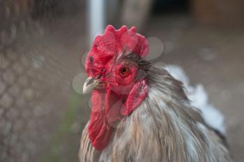 Rooster cock at organic farm