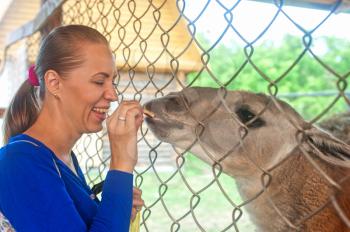 Young attractive woman feeding lama