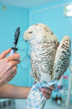 veterinarian holding and checkup owl