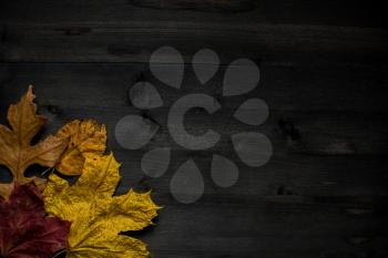 Wood autumn background with free space for design